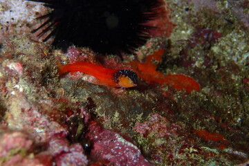 Microlipophrys nigriceps, bl&eacute;nido cabecinegro, babosa de mar.