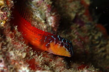 Microlipophrys nigriceps, blénido cabecinegro, babosa de mar.