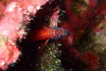 Microlipophrys nigriceps, bl&eacute;nido cabecinegro, babosa de mar.