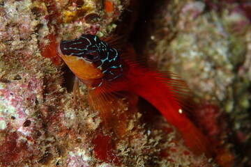 Microlipophrys nigriceps, blénido cabecinegro, babosa de mar.