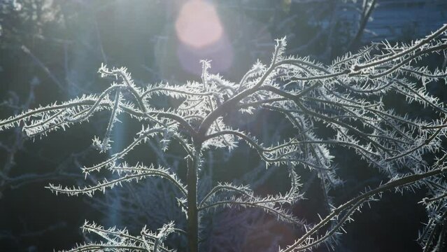 A harsh hoarfrost coats the surface of plants and twigs on a sub-zero December day in a British residential garden. Macro shots of frost crystals caught in early morning sunlight.