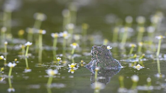 Beautiful european green toad Bufotes viridis. The toad hides under the water.