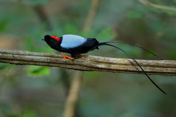 Long-tailed Manakin