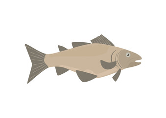 Cod or Codfish cartoon symbol flat vector illustration isolated on white.