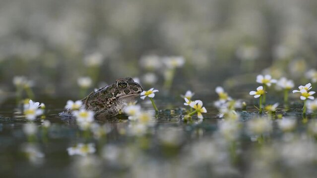 Male Green toad Bufotes viridis calling females. Green toad in the habitat.