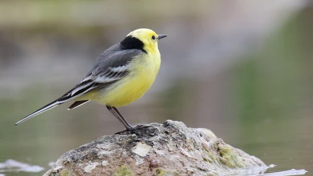 Citrine Wagtail Motacilla citreola on a wetland. Close up.