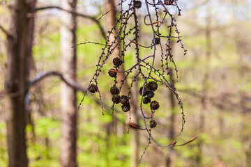 This photo captures the beauty of a birch tree branch adorned with cones, set against the backdrop of a spring forest. The vibrant green leaves of the birch and surrounding trees 