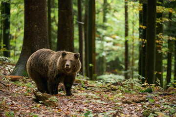Naklejka na ściany i meble Brown bear is looking for food in a european forest. Image taken in autumn.