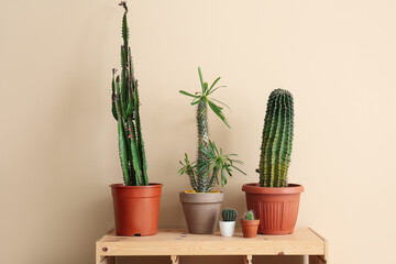 Different cacti in pots on shelving unit near beige wall