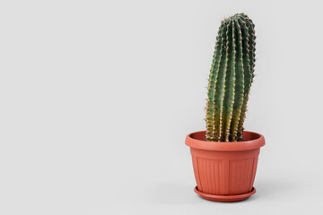 Pot with cactus on grey background