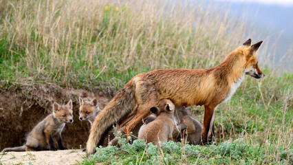 Naklejka na ściany i meble Red fox Vulpes vulpes in the wild