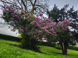 Fototapeta premium blooming tree