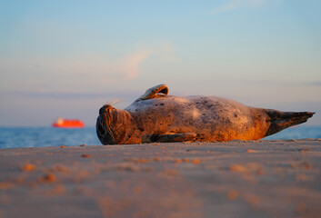 View of a wild pup seal at sunset on the beach in Skagen, Denmark