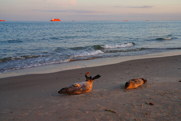 Fototapeta na wymiar View of wild pup seals at sunset on the Grenen beach in Skagen, Denmark