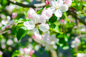Bee bumblebee picking nectar on white pink flower of apple, cherry, apricot tree in green garden.macro nature landscape banner in summer, spring of honey bee with copy space. wildlife postcard