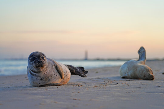 View of a wild pup seal at sunset on the beach in Skagen, Denmark