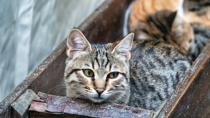 Stray cats huddled together in a large flower pot