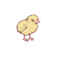 Cute yellow chick sketch style, vector illustration