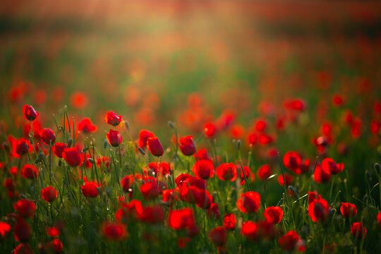 Field of poppies © Abdullah Bersaev