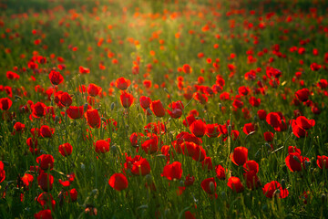 Field of poppies at sunset