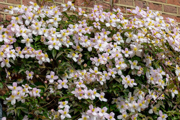 Selective focus of white pink flower Anemone clematis climbing on the bricks wall in the garden, Clematis montana is a flowering plant in the buttercup family Ranunculaceae, Nature floral background.