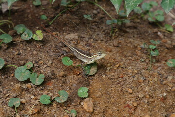 A staring curious face of a female garden lizard crawling on the ground