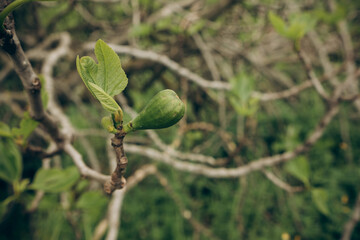 green fig grows on a tree