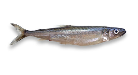 European smelt (Osmerus eperlanus). Isolated fish on transparent background. Exotic Baltic fish, smelling of fresh cucumber - obrazy, fototapety, plakaty