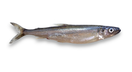 European smelt (Osmerus eperlanus). Isolated fish on transparent background. Exotic Baltic fish, smelling of fresh cucumber