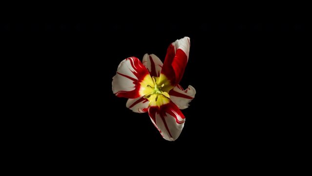 Time-lapse withering white and red tulip flower on black background. Time lapse blooming and withering flower from full blossom to withered. Life and death, youth and aging concept