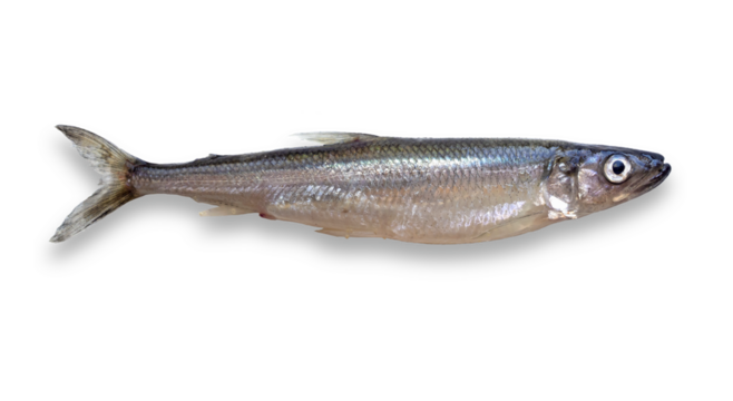 European smelt (Osmerus eperlanus). Isolated fish on transparent background. Exotic Baltic fish, smelling of fresh cucumber