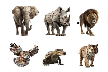 mixed wild animals transparent background. Elephant, Rhino, Lion, Owl, Tiger, Crocodile isolated background
