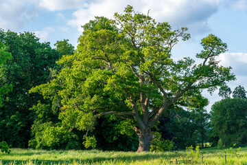 Ancient English oak tree