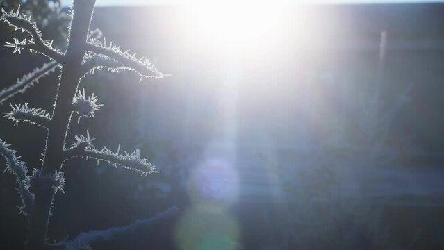 A harsh hoarfrost coats the surface of plants and twigs on a sub-zero December day in a British residential garden. Macro shots of frost crystals caught in early morning sunlight.