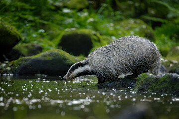 European badger, Meles meles, stands on mossy stone in forest brook. Hungry badger sniffs about food in fresh water. Cute animal in habitat. Morning in wildlife nature. Wild badger in green forest.