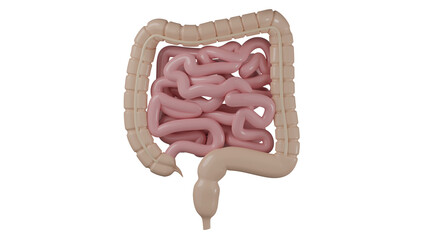 Model of small and large human intestine isolated on transparent background. Digestive tract concept. 3D render