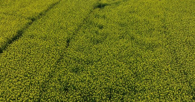 Aerial footage of yellow cole flowers flowering at countryside, Yunnan province,China