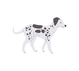Cute dalmatian dog walking, cartoon flat vector illustration isolated on white background.