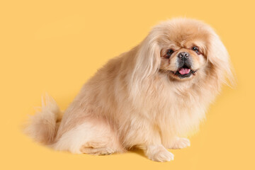 Cute dog on yellow background