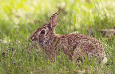 Hare