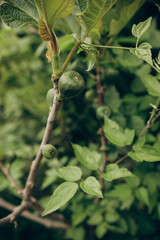green fig grows on a tree