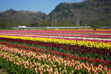 チューリップ畑　チューリップ　春　花畑　チリワック　アボッツフォード　レジャー　旅行　休日　カナダ