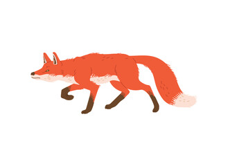 Hunting red fox animal flat style, vector illustration