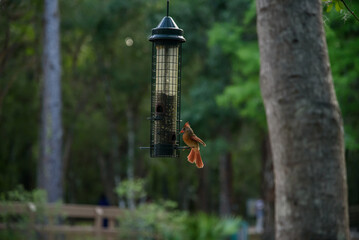 Northern Cardinal landing to bird feeder with its tail still spread