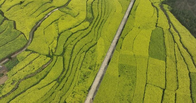 Aerial footage of yellow cole flowers flowering at countryside, Yunnan province,China