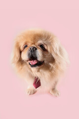 Cute dog with necktie on pink background