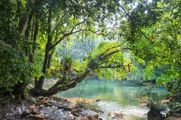 Fototapeta na wymiar River in jungle