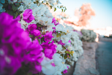 Along the wall, vibrant pink and white flowers bloom, adding a touch of natural elegance and beauty to the outdoor scenery.