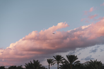 A mesmerizing blend of soft pink clouds caress the serene sky, harmoniously contrasting with lush palm trees, creating a dreamy tropical oasis