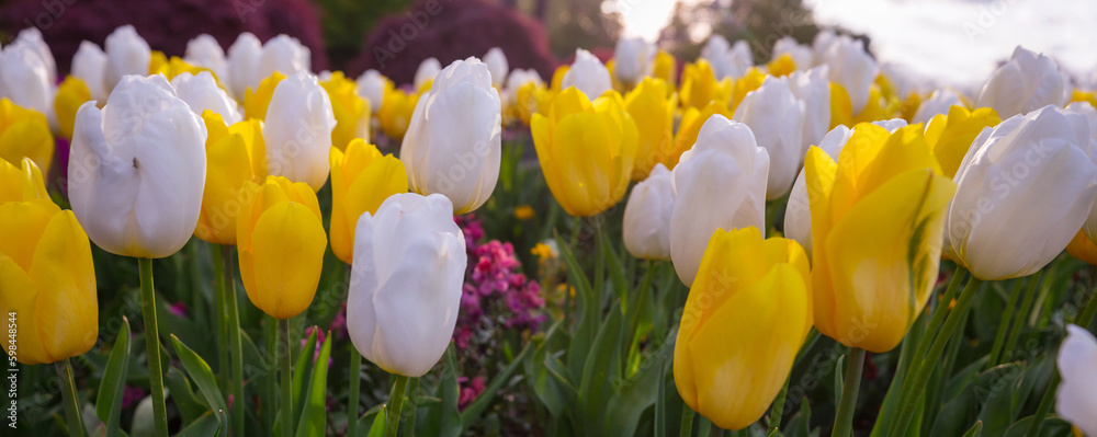 Wall mural tulips